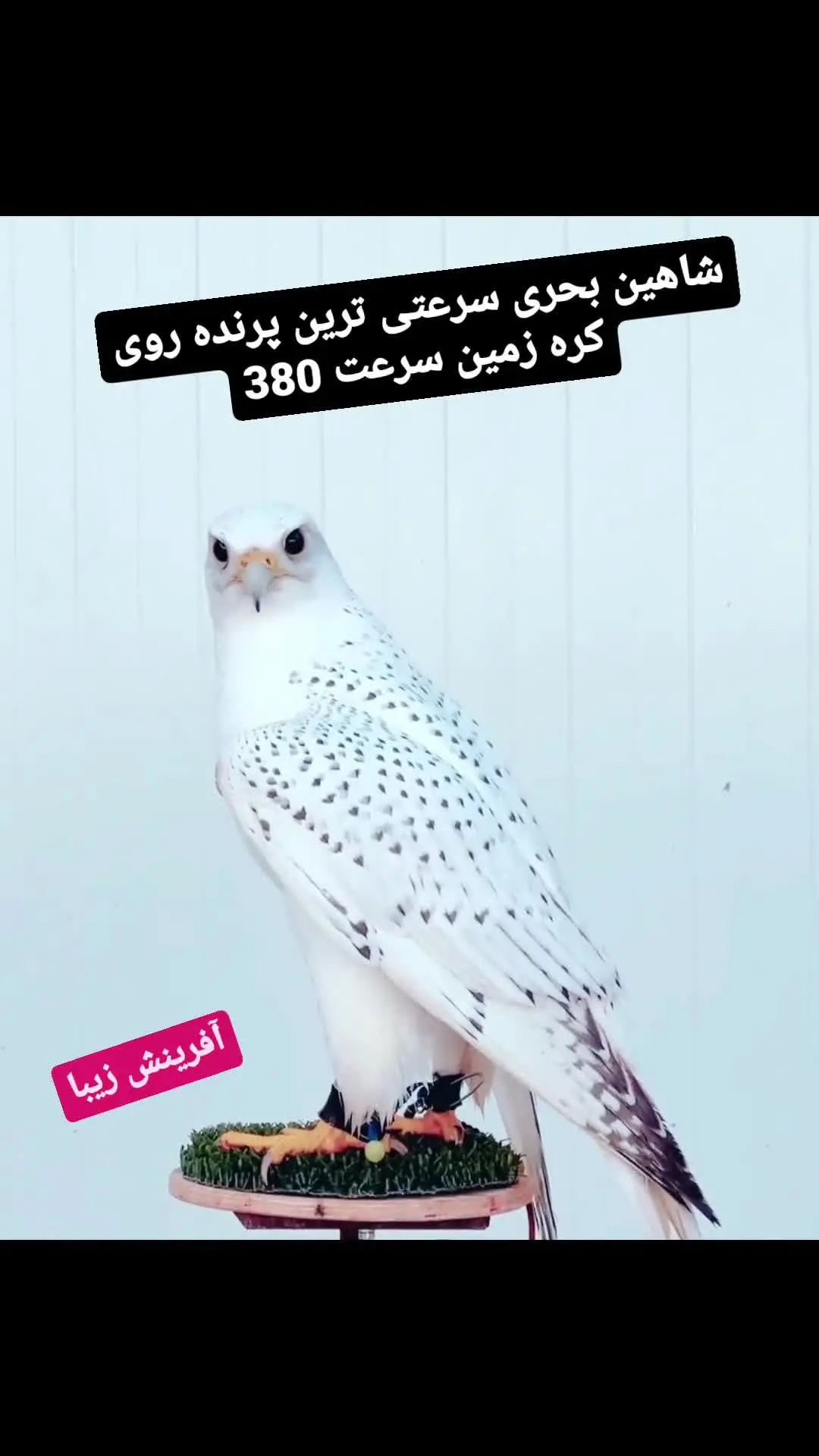 ابهت شاهین را ببینید ابهت شاهین را ببینید