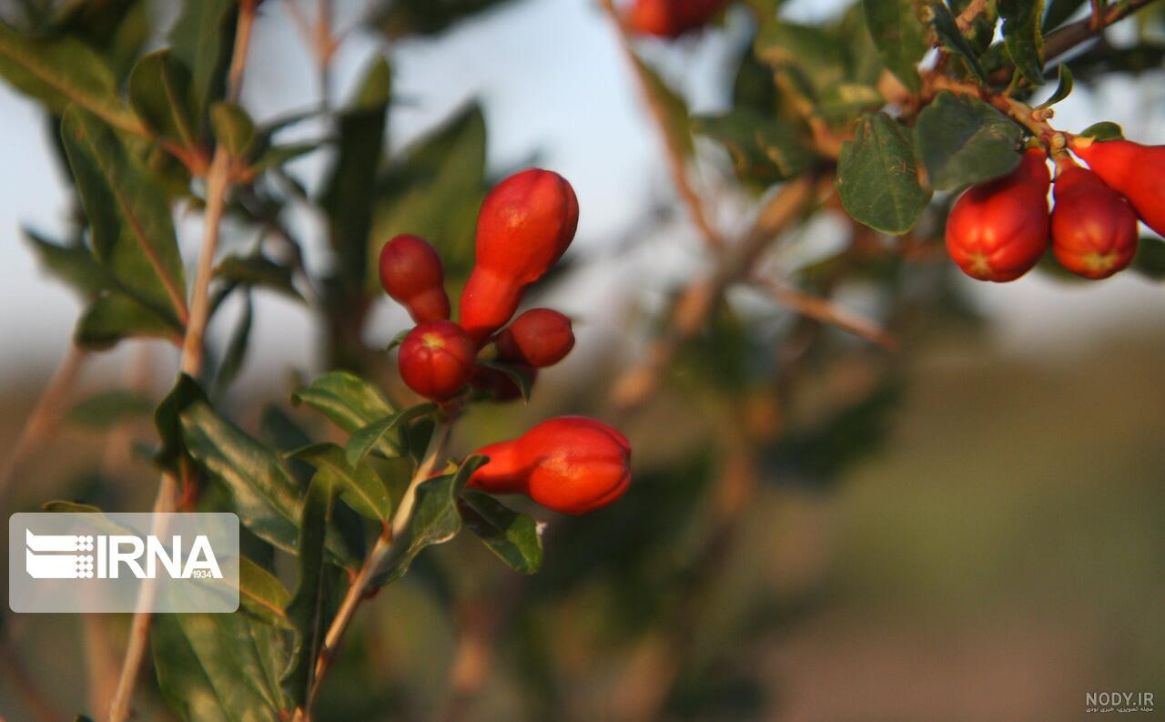 اصول آبیاری درخت انار | تاثیر آبیاری صحیح در کیفیت میوه | طراح گستر آب آرا اصول آبیاری درخت انار | تاثیر آبیاری صحیح در کیفیت میوه | طراح گستر آب آرا