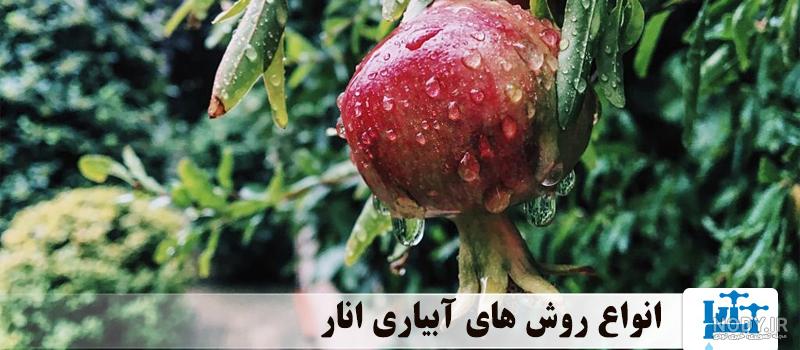 بذر درخت انار سفید به همراه آموزش کاشت درخت انار سفید - پوپونیک بذر درخت انار سفید به همراه آموزش کاشت درخت انار سفید - پوپونیک