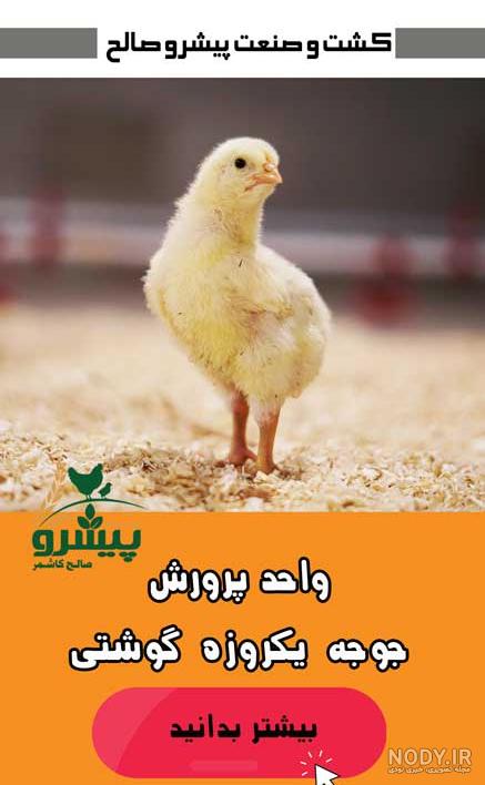 تصاویر ناب سردار فرمانده شهید غلامرضا صالحی؛ قائم مقام لشگر 27 حضرت رسول (ص)