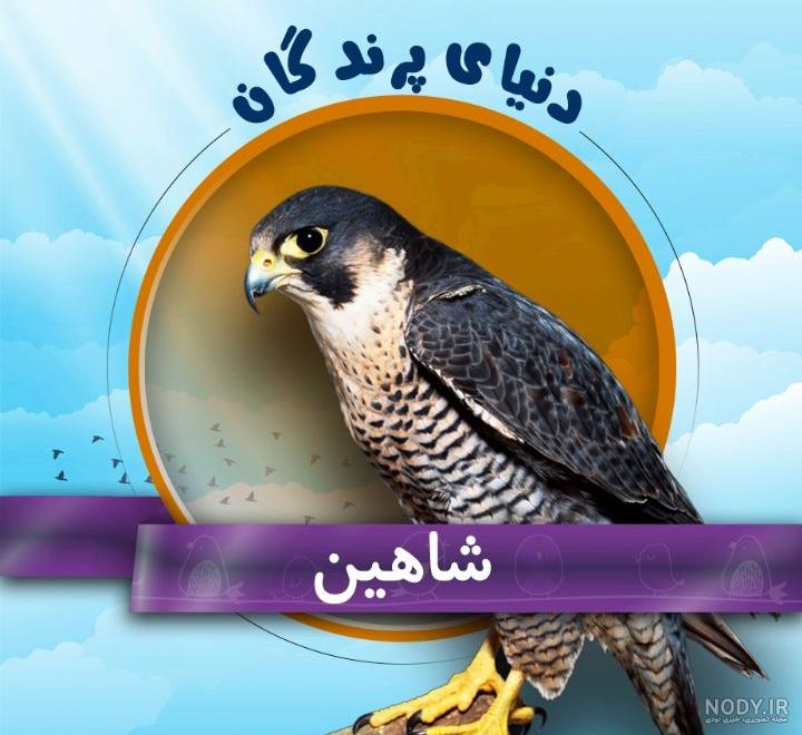 تصاویر) ۱۸ گونه باشکوه «شاهین» که شما را حیرت زده می‌کند!
