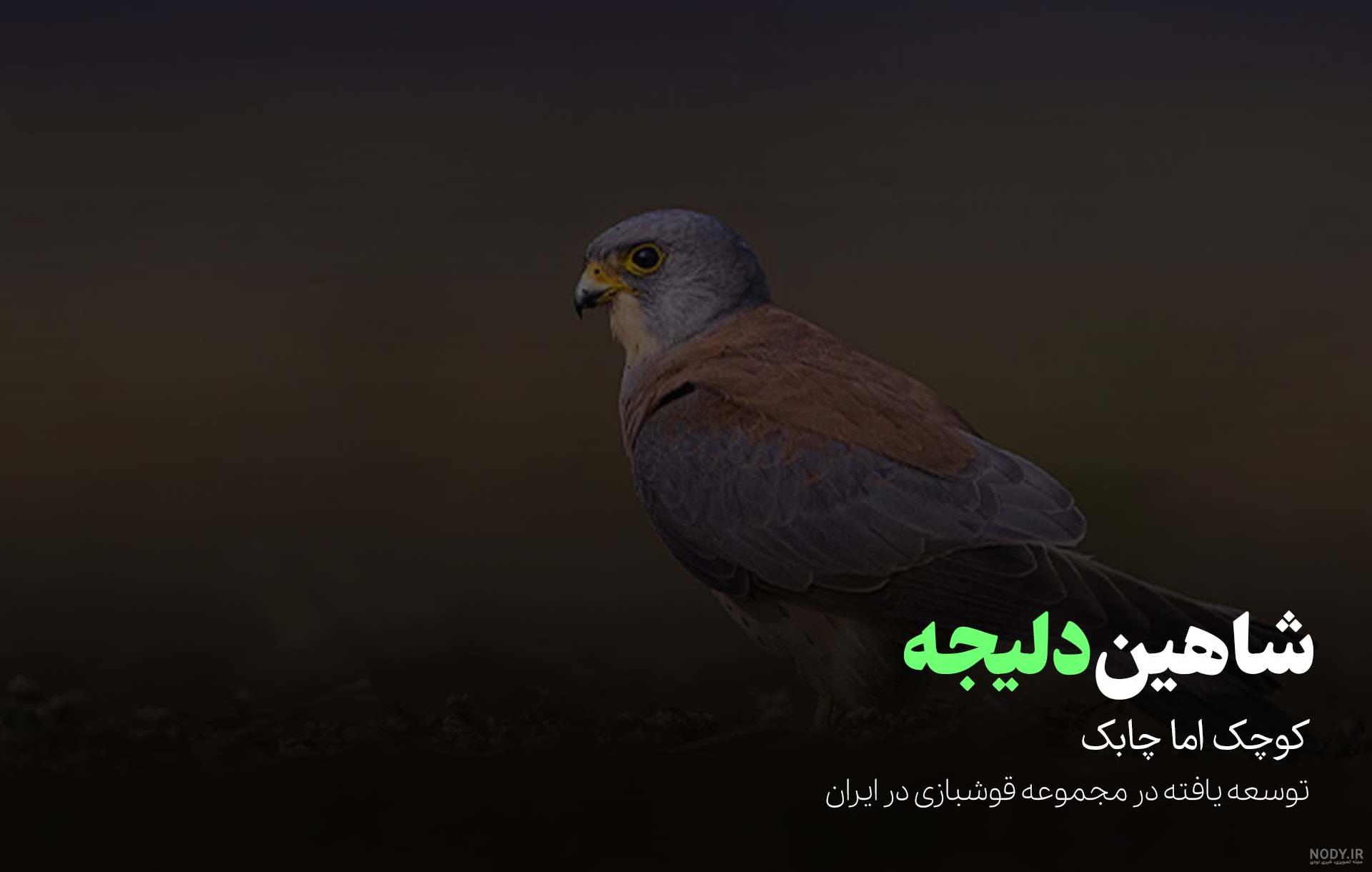 تصاویر) ۱۸ گونه باشکوه «شاهین» که شما را حیرت زده می‌کند!