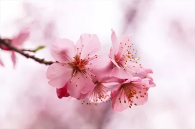 تصویر زمینه شکوفه های گیلاس برای گوشی با کیفیت بالا