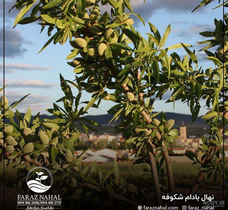 خرید نهال بادام شکوفه | قیمت فروش در آبان ماه 1403 | نهالستان رویال نهال خرید نهال بادام شکوفه | قیمت فروش در آبان ماه 1403 | نهالستان رویال نهال
