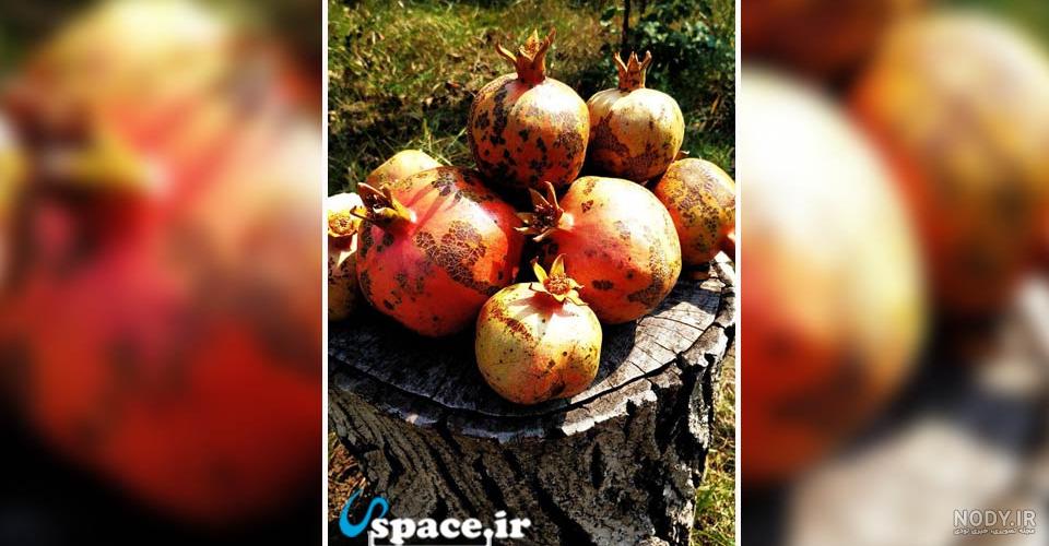 درخت انار که در بهار شکوفه می دهد با گل های قرمز نور خورشید در برابر آسمان 1283751 درخت انار که در بهار شکوفه می دهد با گل های قرمز نور خورشید در برابر آسمان 1283751