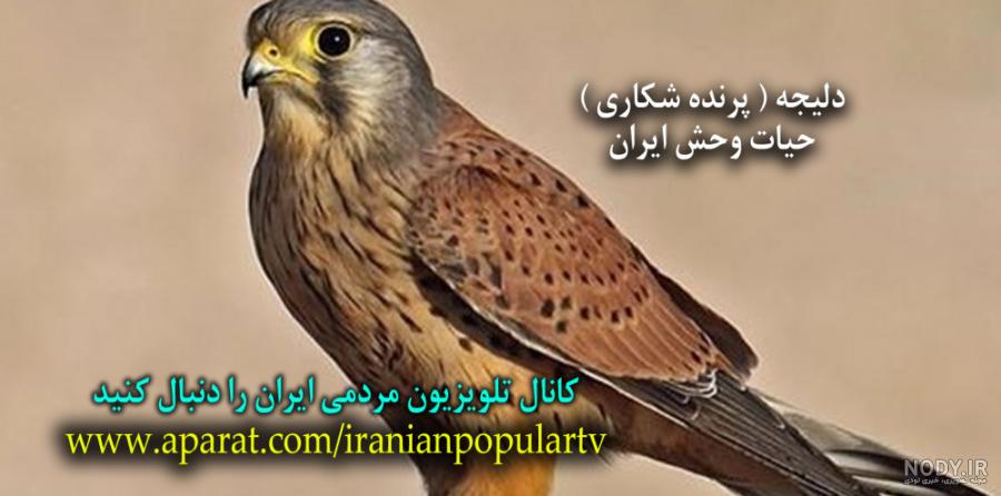 رهاسازی کوچکترین شاهین سان در پارک ملی دز | خبرگزاری صدا و سیما