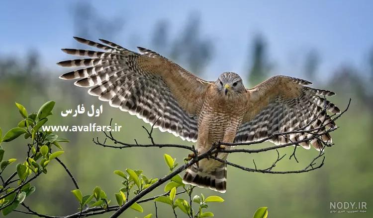 رونمایی سایپا از نسخه پیشرفته تر شاهین +عکس - مشرق نیوز