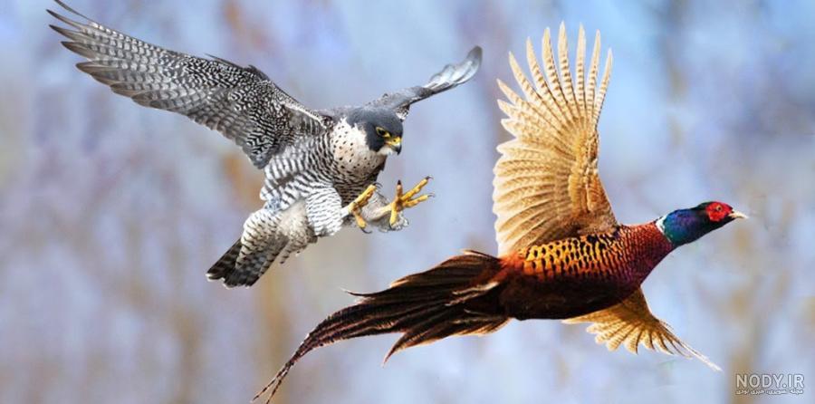 شاهین (بحری )Falco peregrinus شکارچی کبوتر شاهین (بحری )Falco peregrinus شکارچی کبوتر