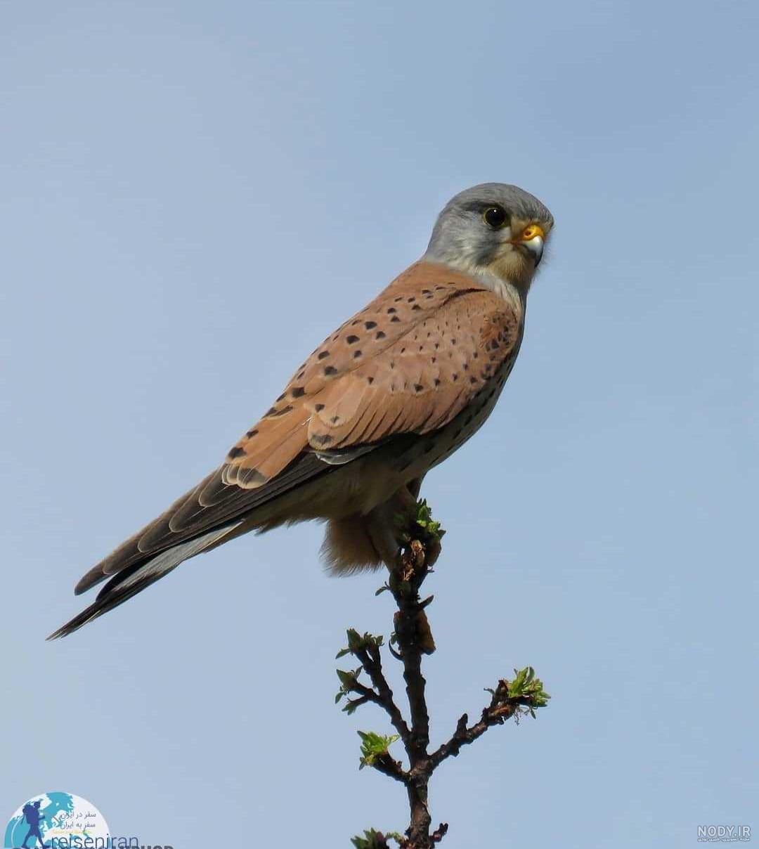 شاهین (بحری )Falco peregrinus شکارچی کبوتر شاهین (بحری )Falco peregrinus شکارچی کبوتر