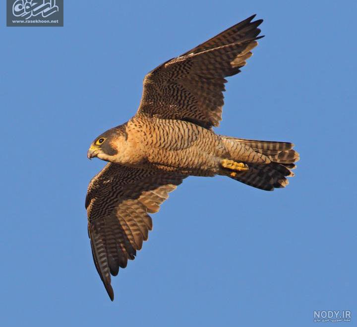 شاهین بحری » بحری (Falco peregrinus) » گالری » سایت تخصصی پرنده نگری در ایران - IBW شاهین بحری » بحری (Falco peregrinus) » گالری » سایت تخصصی پرنده نگری در ایران - IBW