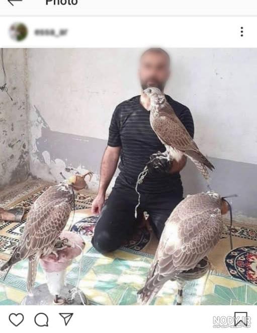 شاهین - ویکی‌پدیا، دانشنامهٔ آزاد