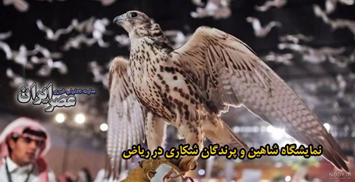 شکارچیان و شکارها (۲): شاهین بازی، قاچاق پرندگان و حفاظت از حیات وحش شکارچیان و شکارها (۲): شاهین بازی، قاچاق پرندگان و حفاظت از حیات وحش