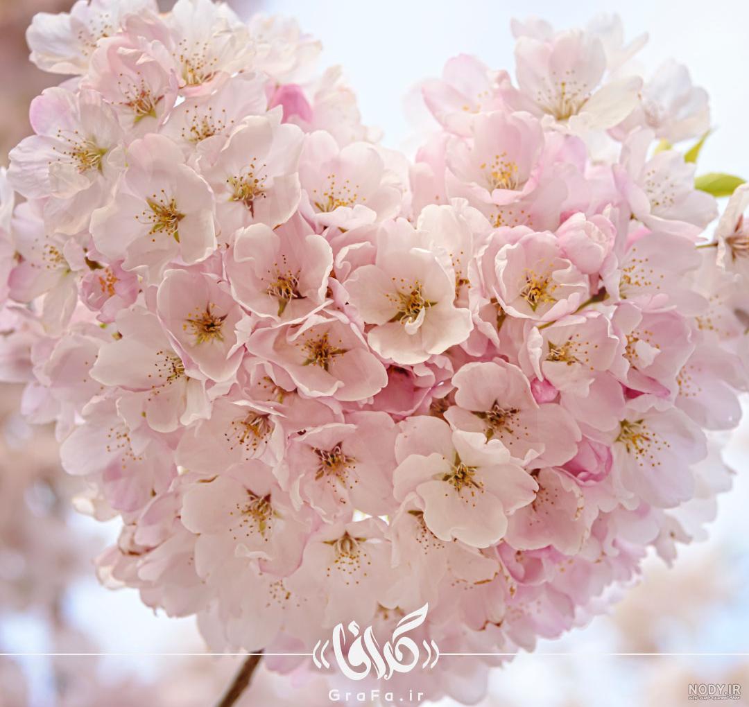 شکوفه های بهاری