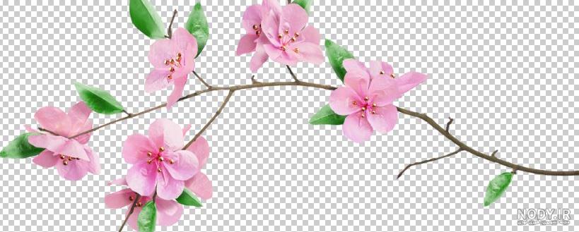 شکوفه های زیبای بهاری - گالری تصاویر نقش