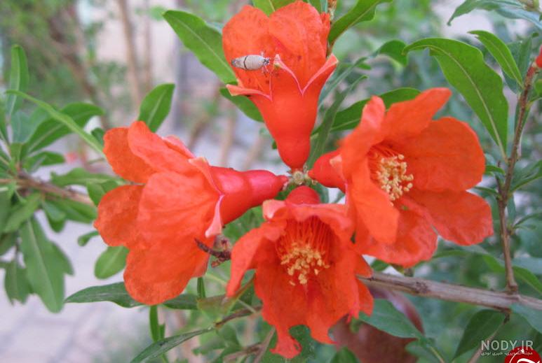 شکوفه های زیبای نارنجی درختان انار در زنجان +تصاویر - تسنیم شکوفه های زیبای نارنجی درختان انار در زنجان +تصاویر - تسنیم