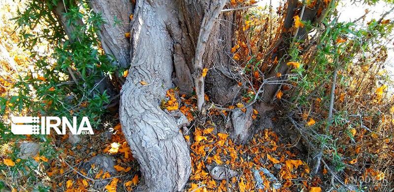 شکوفه های زیبای نارنجی درختان انار در زنجان +تصاویر - تسنیم شکوفه های زیبای نارنجی درختان انار در زنجان +تصاویر - تسنیم