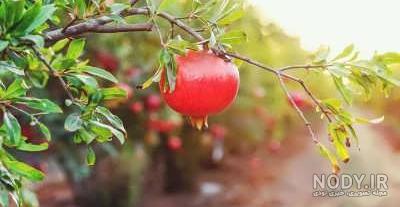 شکوفه های زیبای نارنجی درختان انار در زنجان +تصاویر - تسنیم شکوفه های زیبای نارنجی درختان انار در زنجان +تصاویر - تسنیم