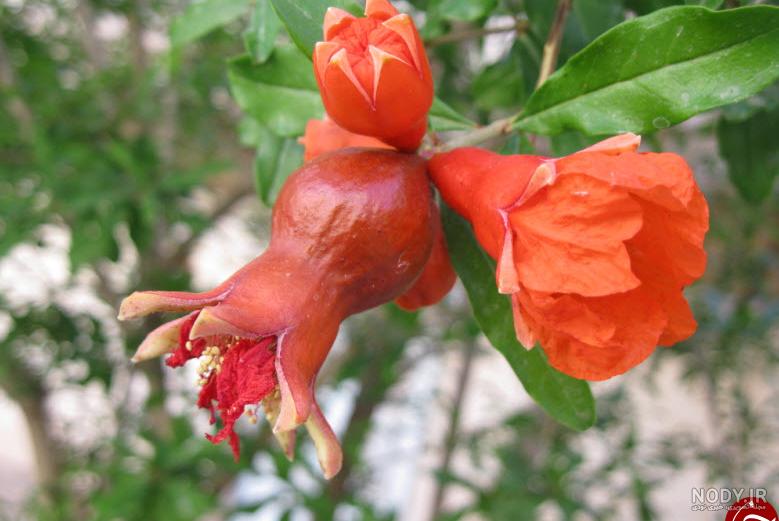 شکوفه های زیبای نارنجی درختان انار در زنجان +تصاویر - تسنیم شکوفه های زیبای نارنجی درختان انار در زنجان +تصاویر - تسنیم