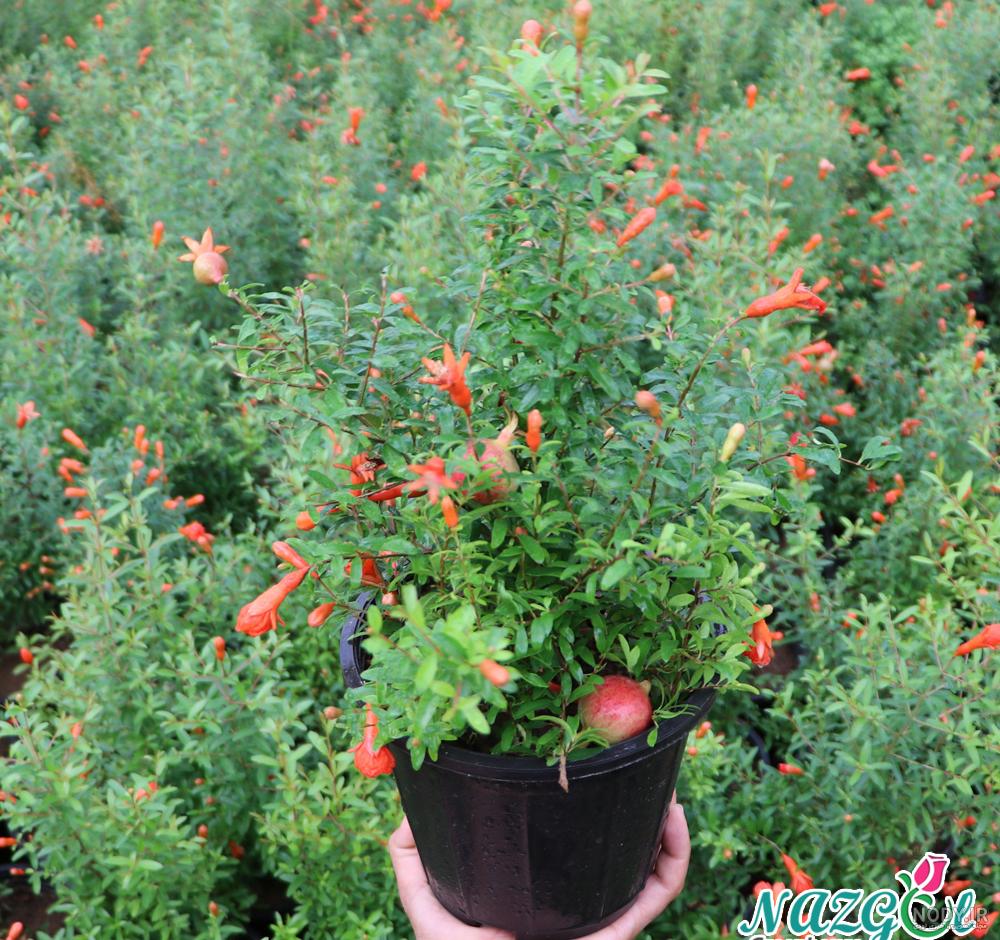 شکوفه‌های زیبای درخت انار در کاشان + تصاویر