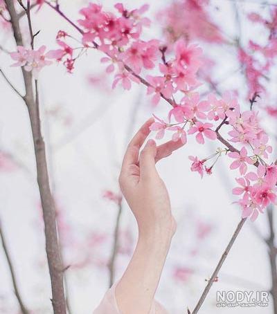 عکاسی گل‌های بهاری؛ آموزش عکاسی از شکوفه‌های فصل بهار