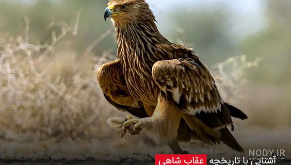 عکس با کیفیت شاهین روی صخره عکس با کیفیت شاهین روی صخره