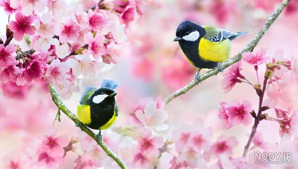 عکس های بهاری و شکوفه