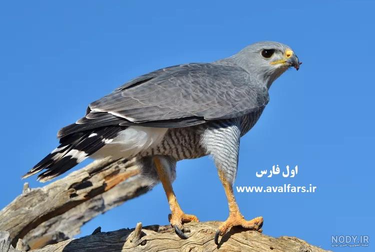 عکس روز نشنال جئوگرافیک از نگاه خشن و گیرای شاهین