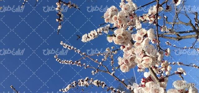 عکس زمینه شکوفه های صورتی بهاری پس زمینه | والپیپر گرام