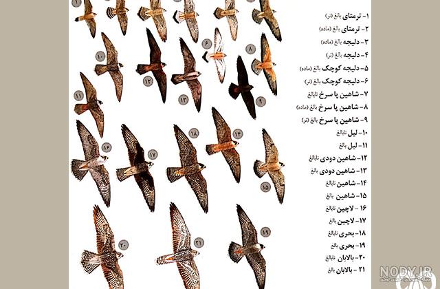 عکس شاهین های ایرانی - عکس نودی