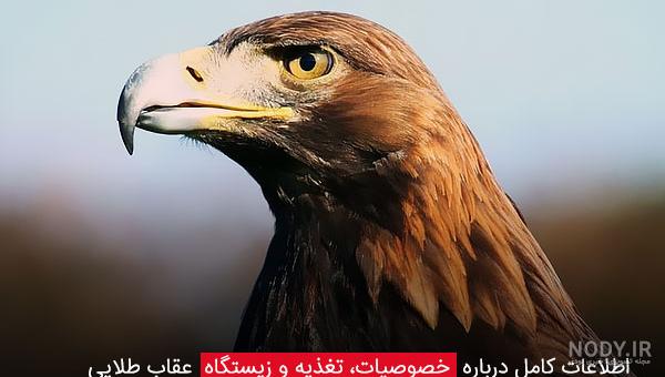 عکس شاهین سیاه - عکس نودی
