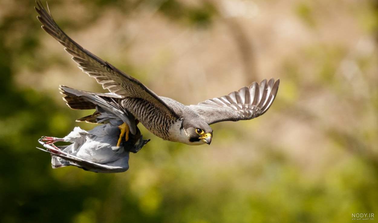 عکس شاهین پرنده جنگجو و شکارچی با کیفیت بالا | image 4k Bird Hawk | پرندگان | فایل آوران عکس شاهین پرنده جنگجو و شکارچی با کیفیت بالا | image 4k Bird Hawk | پرندگان | فایل آوران