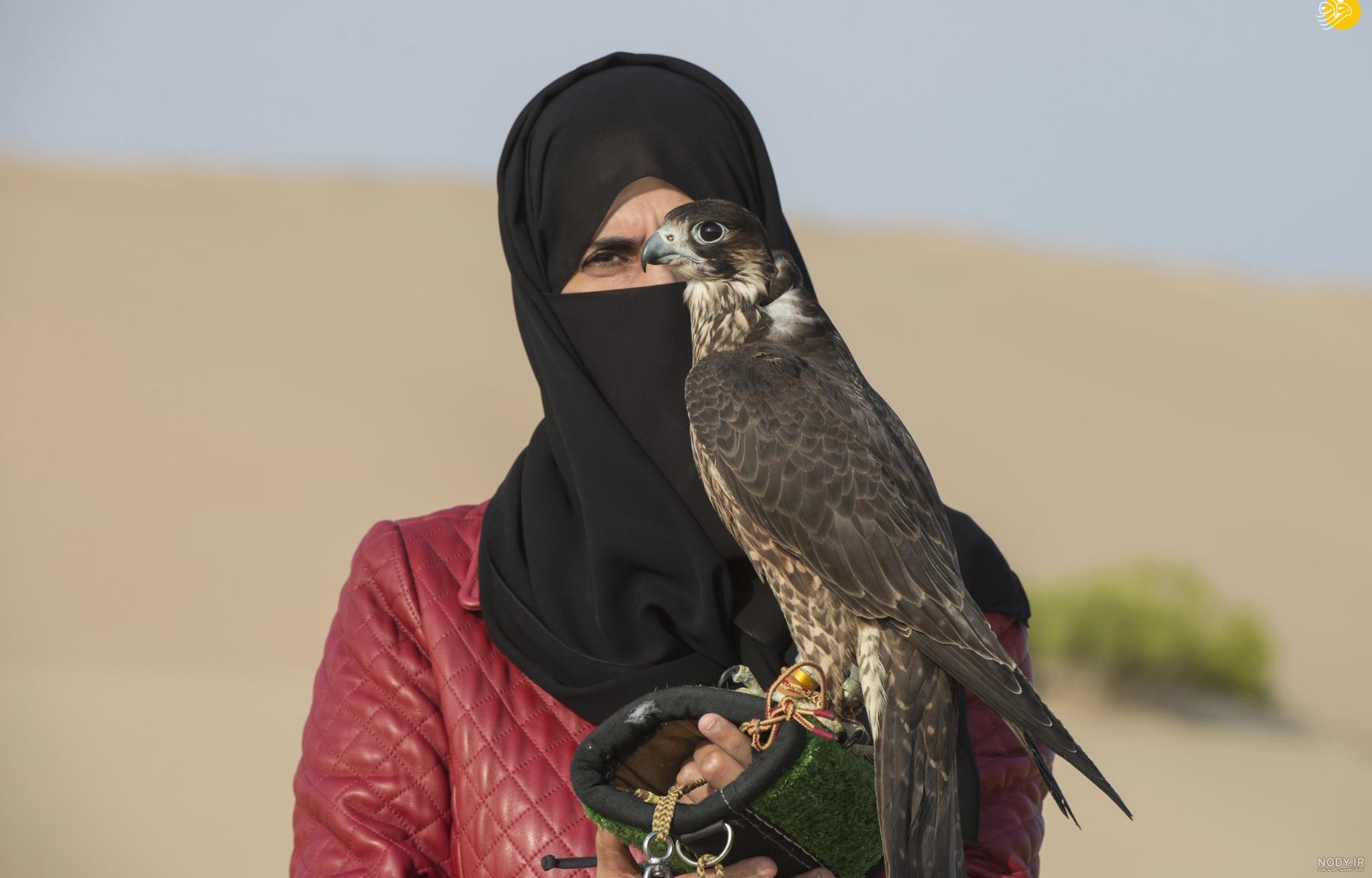 عکس شاهین پرنده شکاری - عکس نودی عکس شاهین پرنده شکاری - عکس نودی