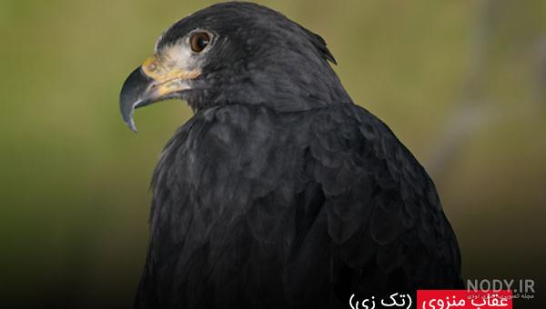 عکس شاهین چشم سیاه عکس شاهین چشم سیاه