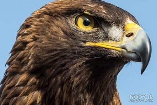 عکس شاهین کوچک ❤️ [ بهترین تصاویر ]