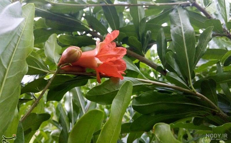 عکس شکوفه انار - عکس نودی عکس شکوفه انار - عکس نودی
