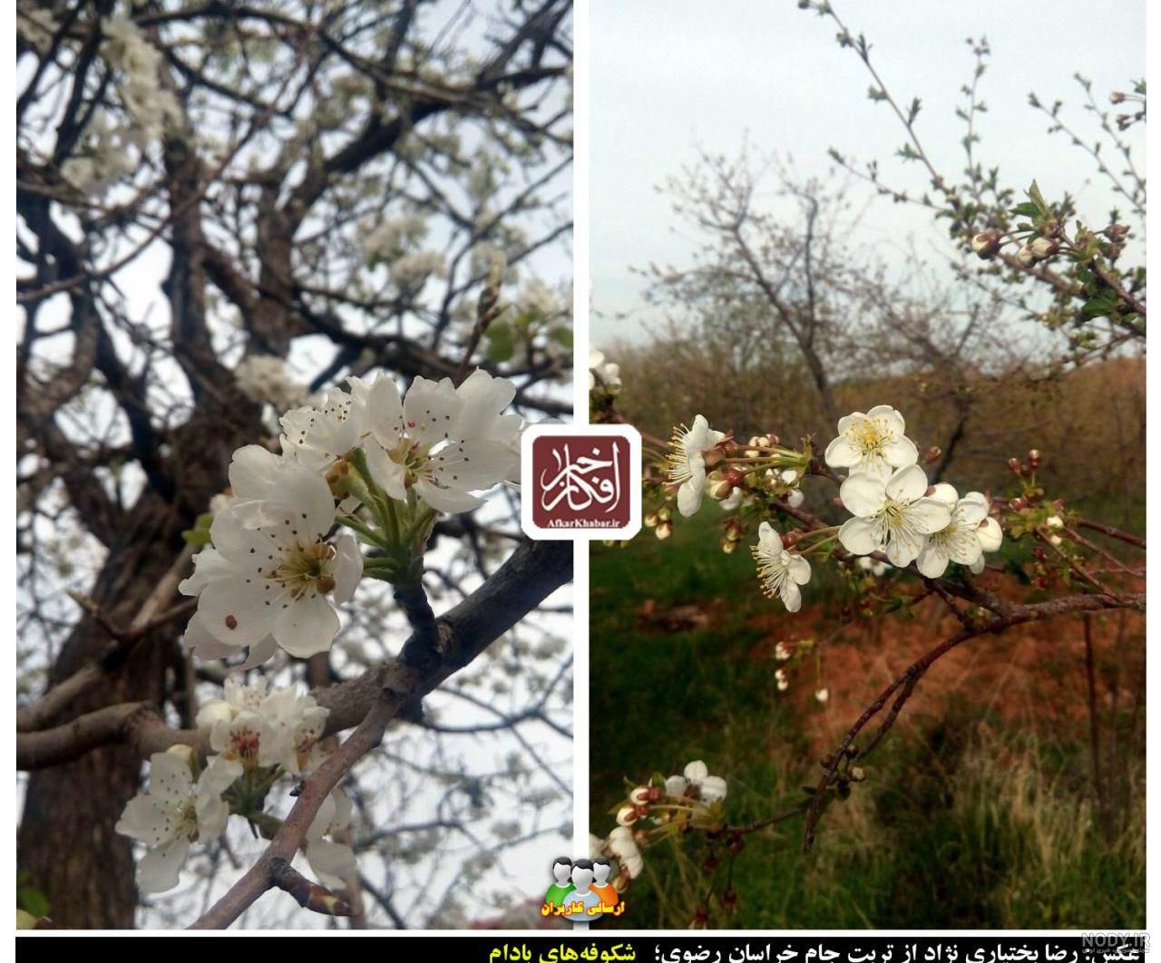 عکس شکوفه بادام - عکس نودی عکس شکوفه بادام - عکس نودی