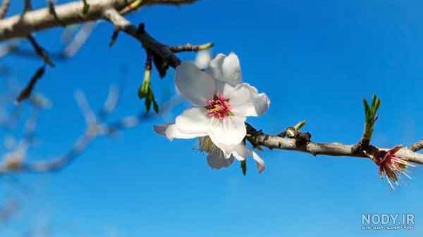 عکس شکوفه بادام - عکس نودی عکس شکوفه بادام - عکس نودی