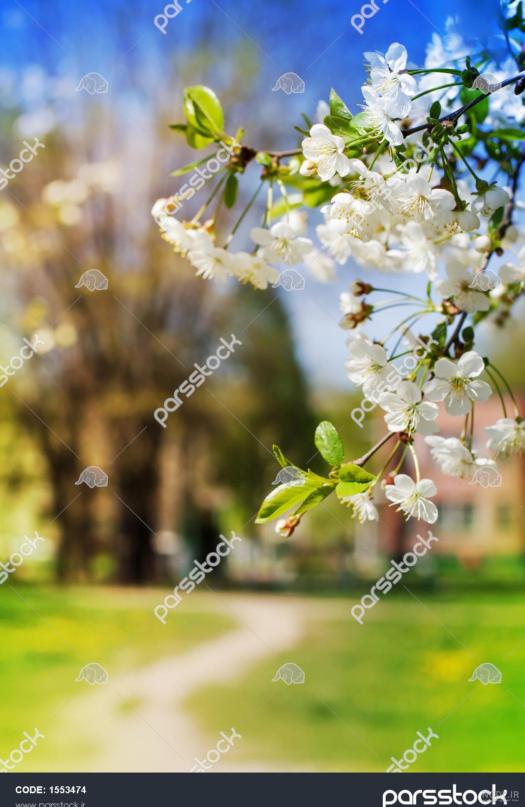 عکس شکوفه های بهاری با کیفیت - گرافیک با طعم تربچه - طرح لایه باز