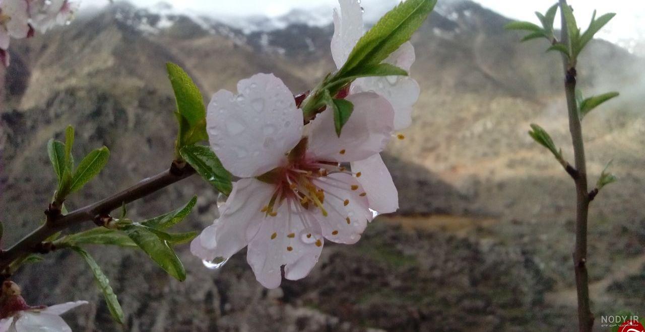 عکس شکوفه درخت بادام عکس شکوفه درخت بادام