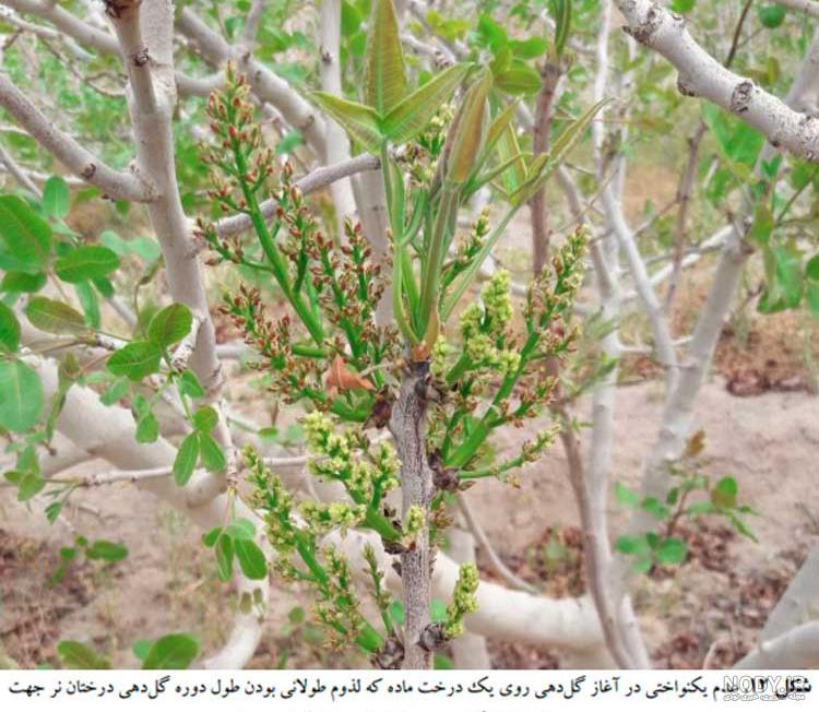 عکس شکوفه درخت پسته