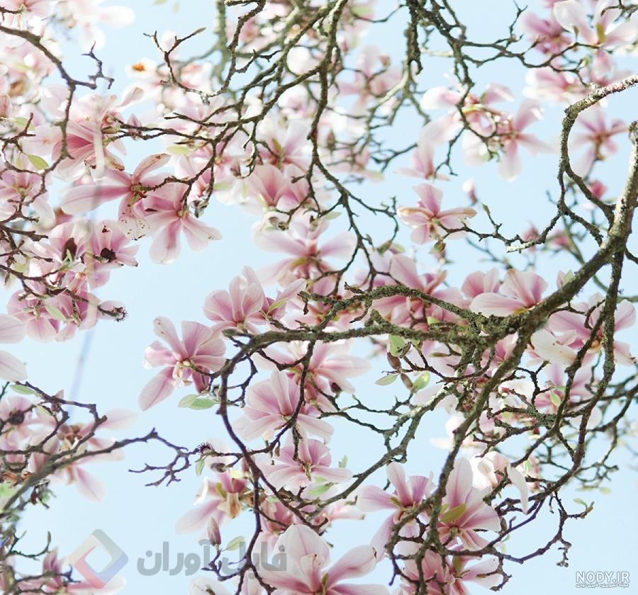 عکس شکوفه های درخت گلابی