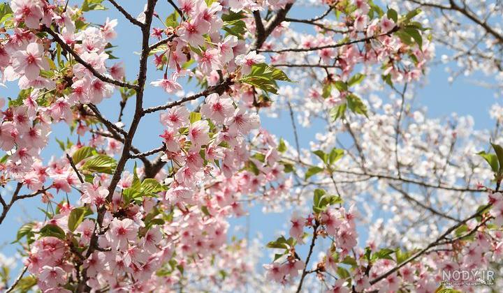 عکس شکوفه صورتی برای پروفایل - عکس نودی