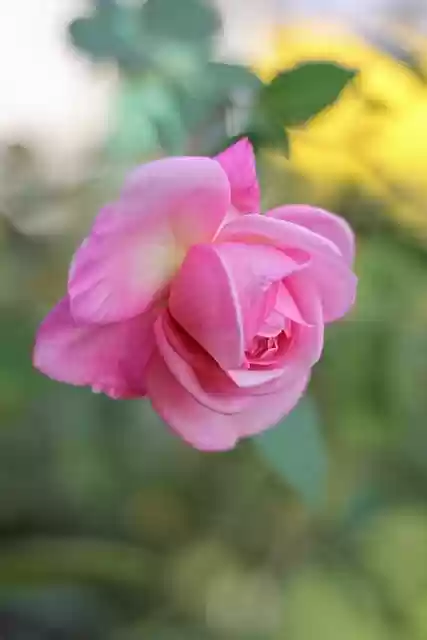 عکس شکوفه گل رز عکس شکوفه گل رز