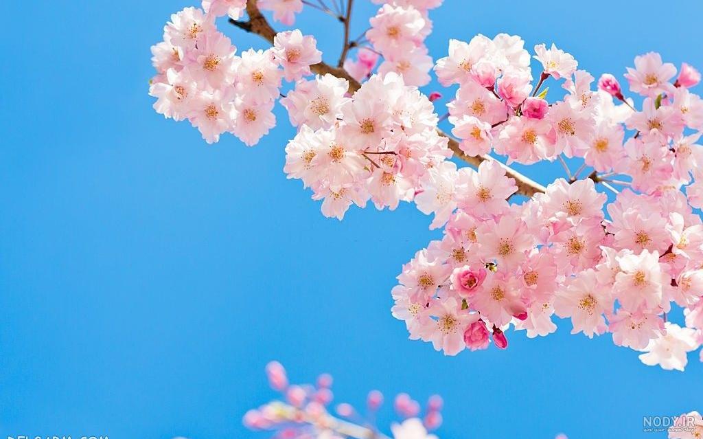 عکس شکوفه گل سفید