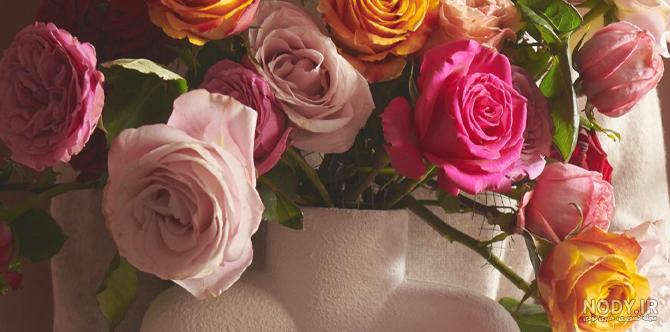 عکس هایی از شکوفه های زیبای گل ها عکس هایی از شکوفه های زیبای گل ها