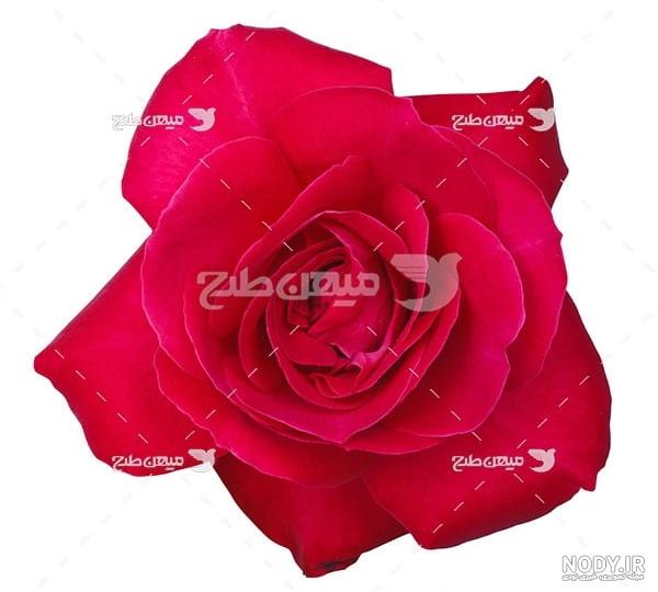 عکس گل رز برای پروفایل تلگرام و اینستاگرام • مجله تصویر زندگی عکس گل رز برای پروفایل تلگرام و اینستاگرام • مجله تصویر زندگی