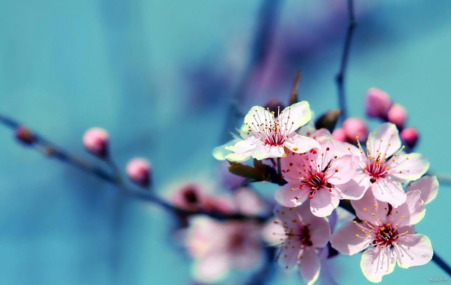 عکس گل و شکوفه های بهاری
