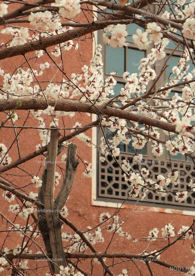 عکس/شکوفه های بهاری در آستارا