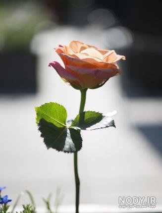فایل png گل و شکوفه گل رز (Rose Flower Png) فایل png گل و شکوفه گل رز (Rose Flower Png)