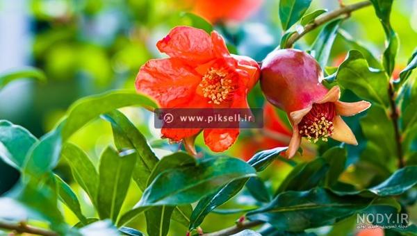 فواید گل انار چیست فواید گل انار چیست